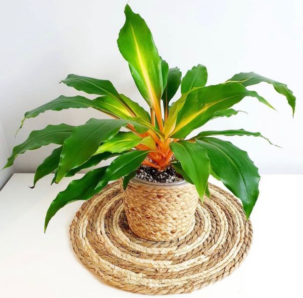 Chlorophytum Green Orange (Хлорофитум Грин Оранж)