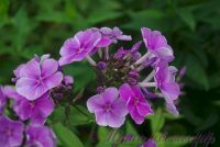 Флокс 'Морской волк' / Phlox 'Morskoj volk'