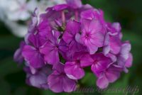 Флокс 'Надежда' / Phlox 'Nadezhda'