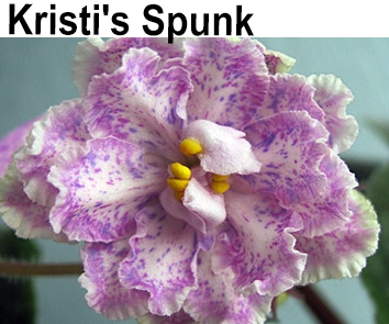 Kristi s Spunk  (LLG/Sorano)