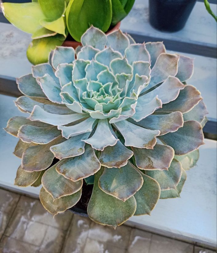 Эхеверия (Echeveria) "Каменная роза"