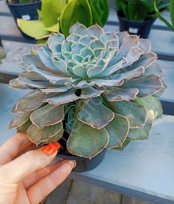 Эхеверия (Echeveria) "Каменная роза"