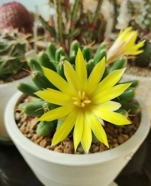 Dolichothele longimamma (Долихотеле Лонгимамма)