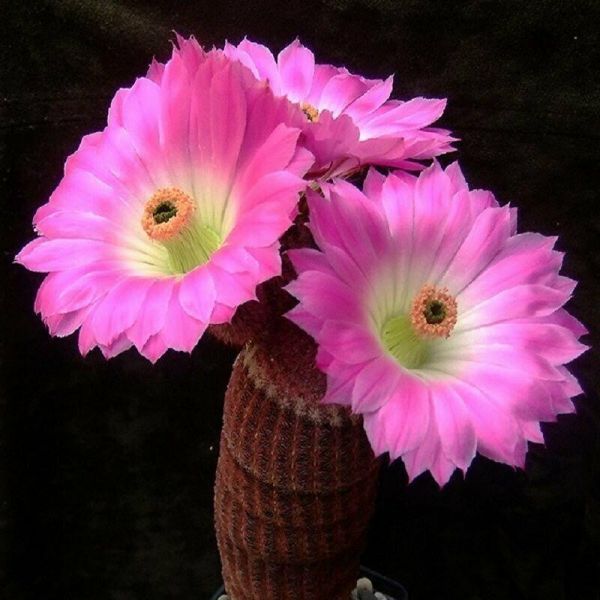 Echinocereus rigidissimus v rubrispinus (Эхиноцереус Ригидиссимус Рубриспинус)