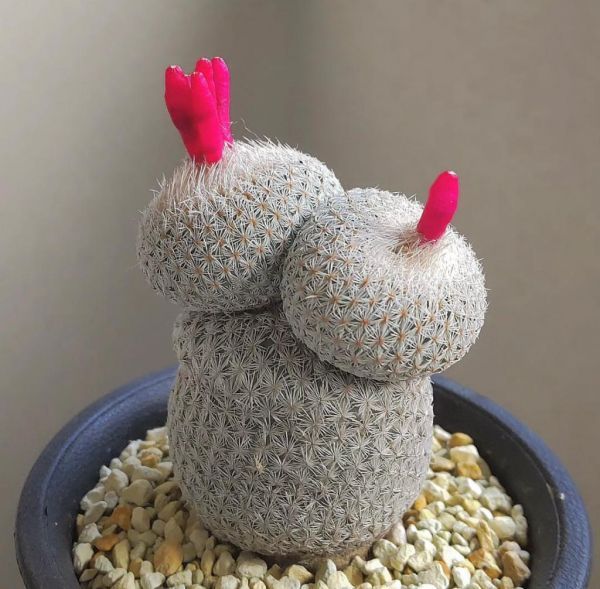 Epithelantha micromeris (Эпителанта Микромерис)