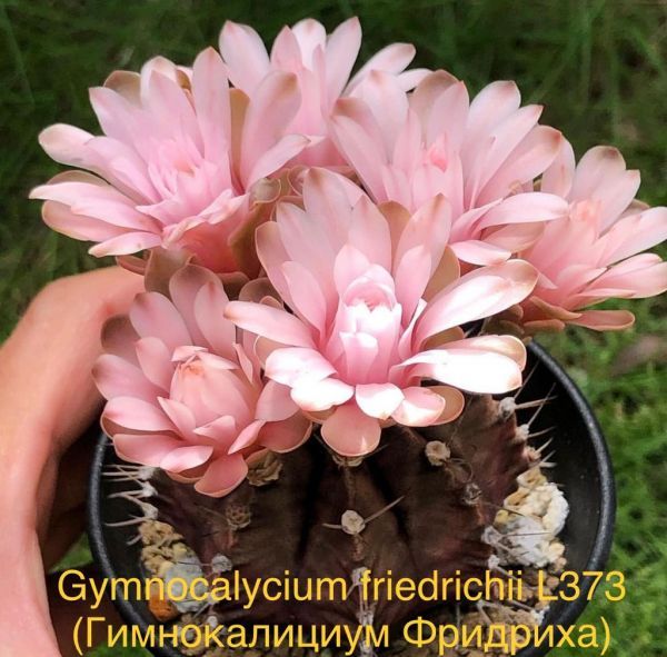 Gymnocalycium friedrichii L373 (Гимнокалициум Фридриха)