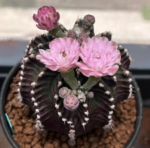 Gymnocalycium friedrichii L373 (Гимнокалициум Фридриха)