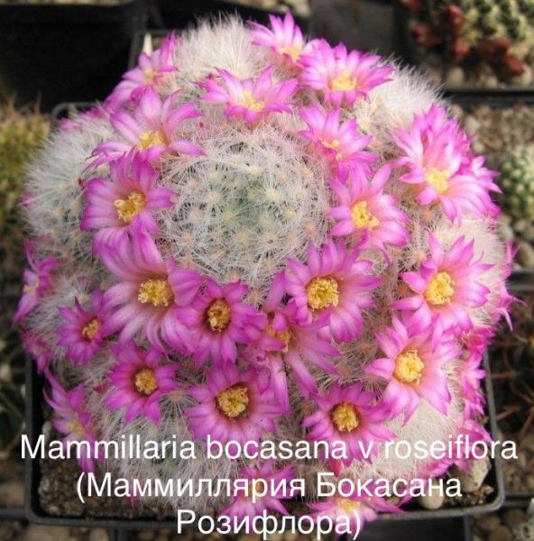 Mammillaria bocasana v roseiflora (Маммиллярия Бокасана Розифлора)