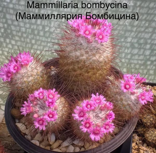 Mammillaria bombycina (Маммиллярия Бомбицина)