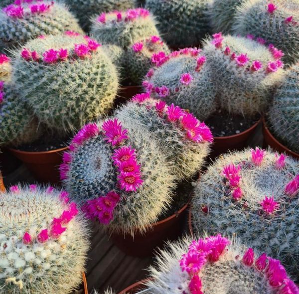 Mammillaria hahniana (Маммиллярия Ханиана)