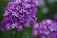 Флокс 'Голиаф' / Phlox 'Goliath'