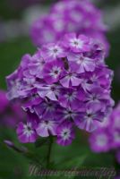 Флокс 'Голиаф' / Phlox 'Goliath'