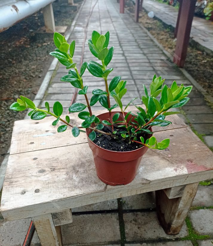 Гипоцирта (или Немантанус)