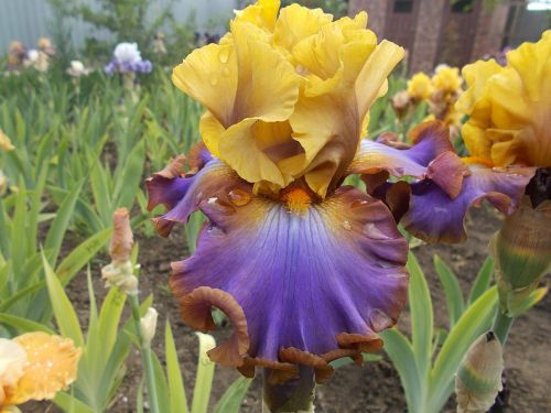 PAINTED  LOVE ( T.Johnson '16)