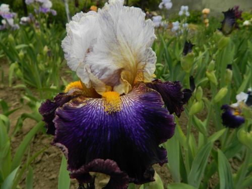 OPENING NUMBER (Black-10)