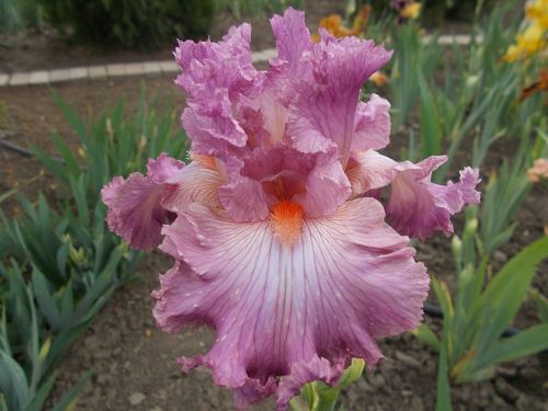 SOCIAL GRACES / СОУШЕЛ ГРЕЙСИЗ