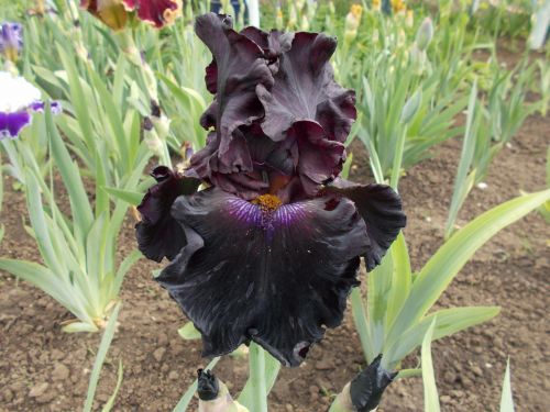 "Crimson Lights",/Кримсон Лайтс/,(Nicodemus'04  США)