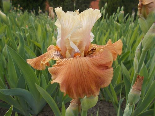 MANDARIN MORNING / МЭНДАРИН МОРНИНГ ( Блайз 02 )