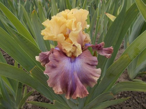 OURSSHOW  YOUR  COL  (10 Блайз)