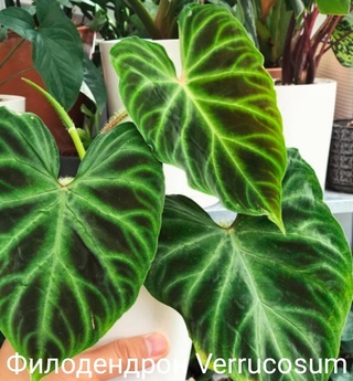 Philodendron Verrucosum