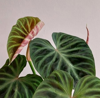 Philodendron Verrucosum