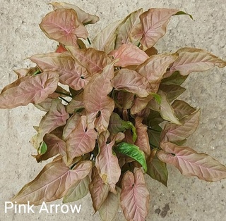 Сингониум Пинк Арроу (Syngonium Pink  Arrow)