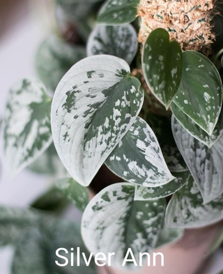 Сциндапсус Сильвер Энн Scindapsus Silvery Ann