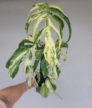 Эпипремнум AMIDRIUM MEDIUM VARIEGATA Т-02