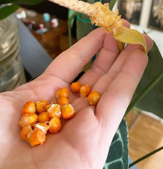 Anthurium Clarinervium