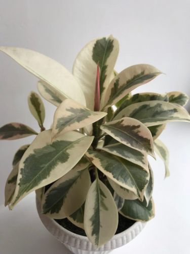 Ficus Elastica Melany variegata