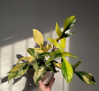 Филодендрон Magic Mask (Волшебная маска)