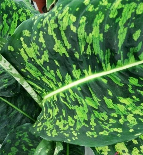 DIEFFENBACHIA MACULATA 'REFLECTOR'