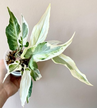 Сингониум Т- 25