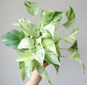 сциндапсус MARBLE QUEEN