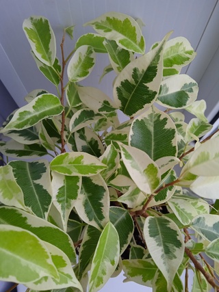 Ficus_Benjamina Мунлайт