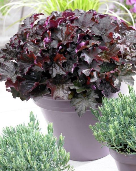 Гейхера мелкоцветковая (Heuchera micrantha) Palace Purple