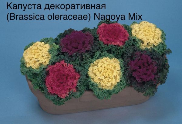 Капуста декоративная (Brassica oleraceae) Nagoya Mix