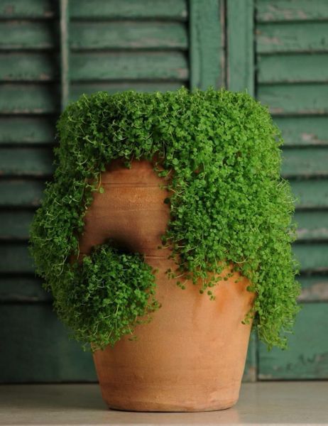 Мята корсиканская (Mentha requienii) Mini Mint