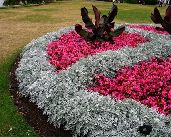 Цинерария приморская (Cineraria maritima) Silverdust