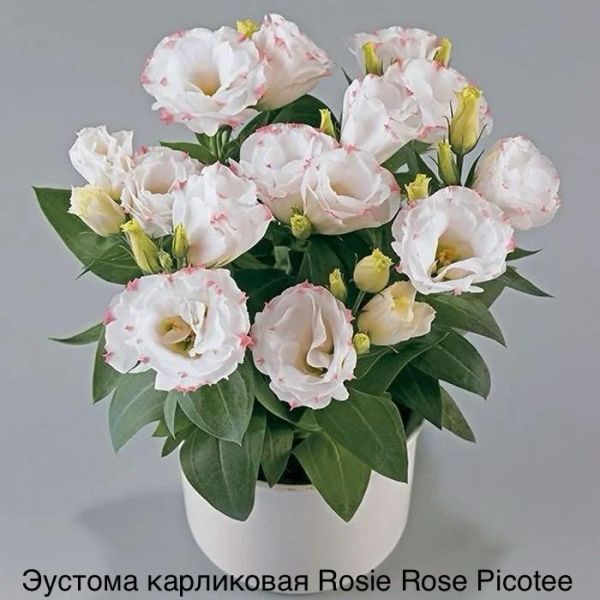 Эустома карликовая Rosie Rose Picotee