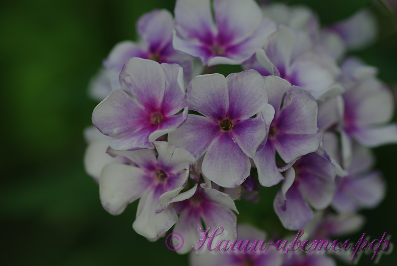 Флокс 'Гермес' / Phlox 'Germes'