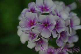 Флокс 'Гермес' / Phlox 'Germes'