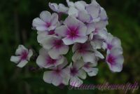 Флокс 'Гермес' / Phlox 'Germes'