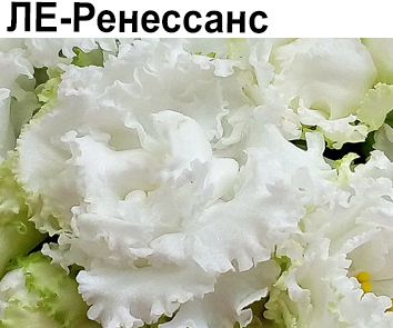 ЛЕ-Ренессанс (Лебецкая)