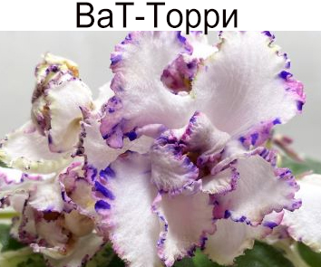 ВаТ-Торри (Валькова)