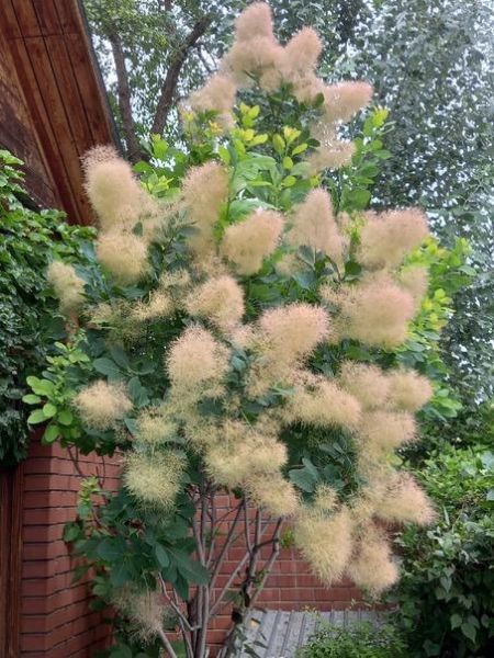 СКУМПИЯ КОЖЕВЕННАЯ