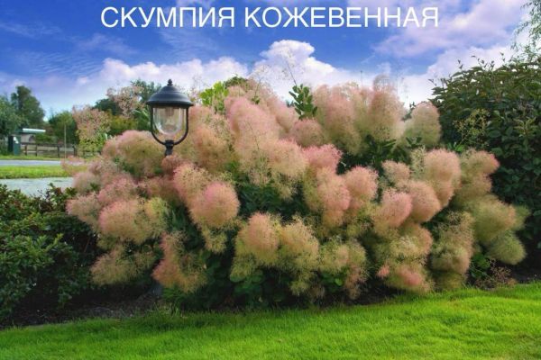 СКУМПИЯ КОЖЕВЕННАЯ