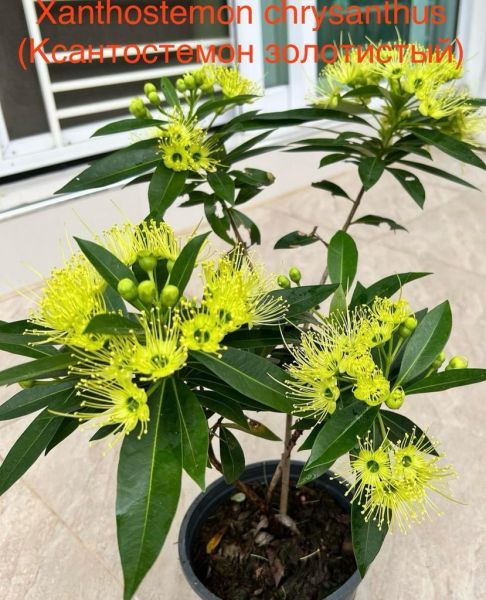 Xanthostemon chrysanthus (Ксантостемон золотистый)