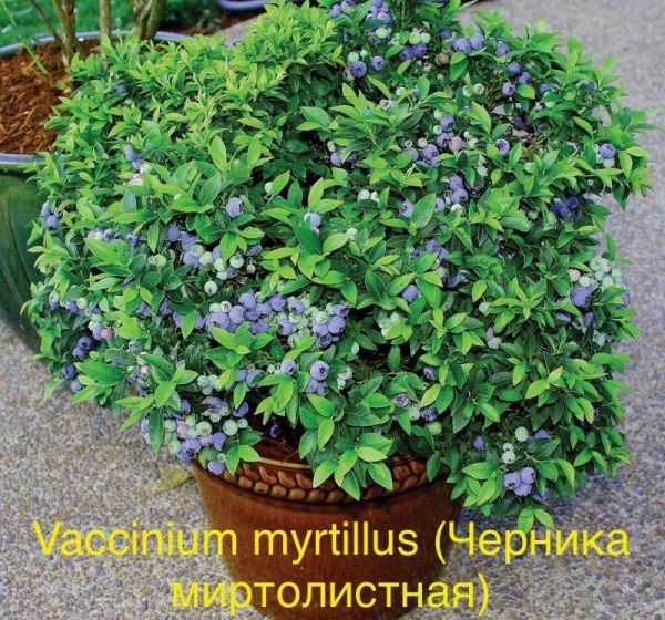 Vaccinium myrtillus (Черника миртолистная)