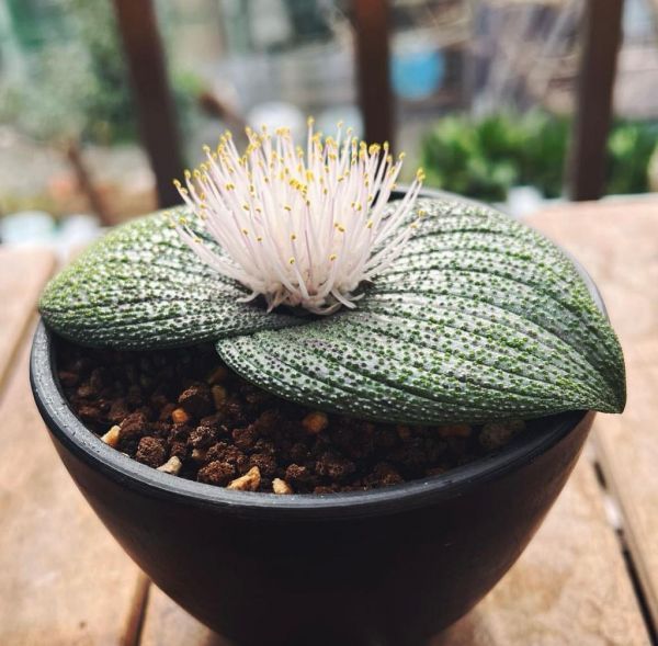 Massonia longipes (Массония длинноногая)